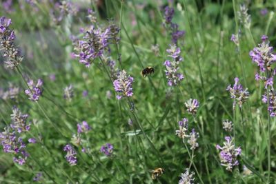 Close-up of bee on lavender flowers