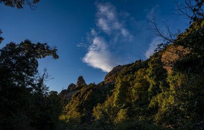 Low angle view of trees against sky