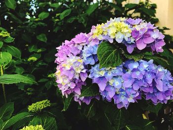 Close-up of purple hydrangea blooming outdoors