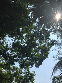 Low angle view of trees against sky