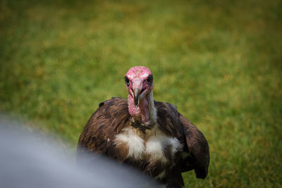 Close-up of a bird on field