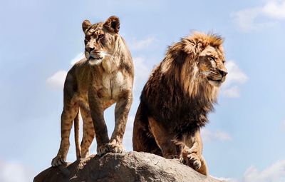 Low angle view of lion and lioness on rock against sky