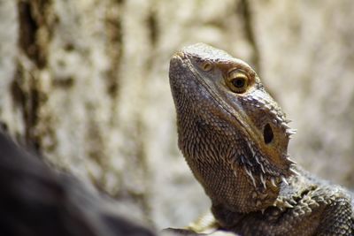 Close-up of lizard