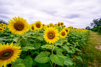 Sunflowers blooming on field against sky