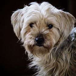 Close-up portrait of dog