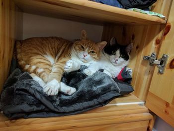 Portrait of cats lying in cabinet