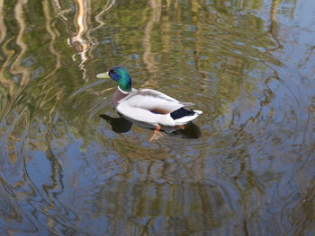 High angle view of duck swimming in lake