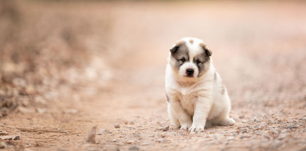 Puppy sitting on land