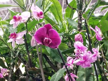 Close-up of pink flowering plant