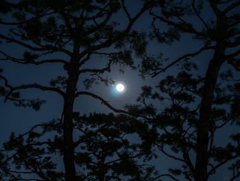 Low angle view of trees against moon at night