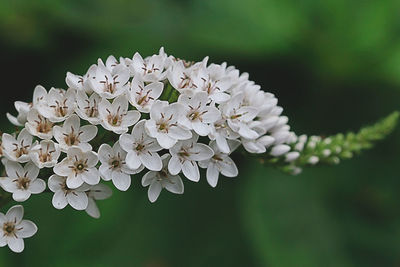 Close-up of white cherry blossoms