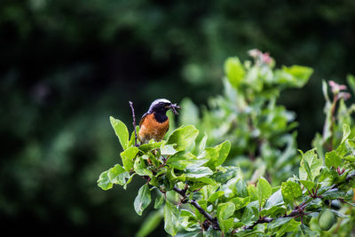 Close-up of bird perching on plant