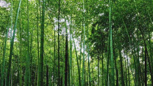 Low angle view of bamboo trees in forest