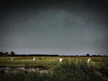 Flock of sheep grazing on field against sky