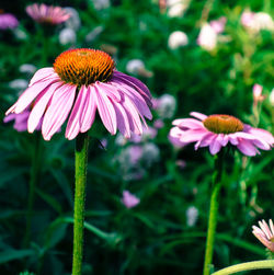 Close-up of coneflowers blooming outdoors