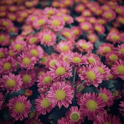 High angle view of pink flowering plants