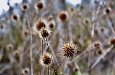 Close-up of wilted dandelion on field