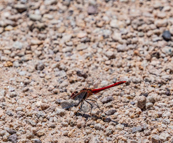 Close-up of insect on rock