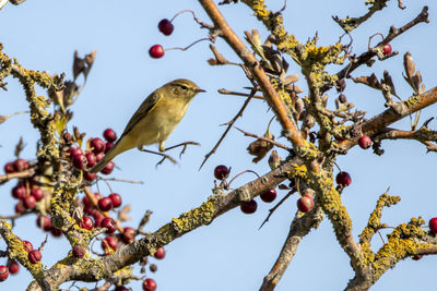 Low angle view of bird jumping from a branch on tree