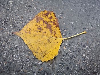 High angle view of yellow leaf on wet street