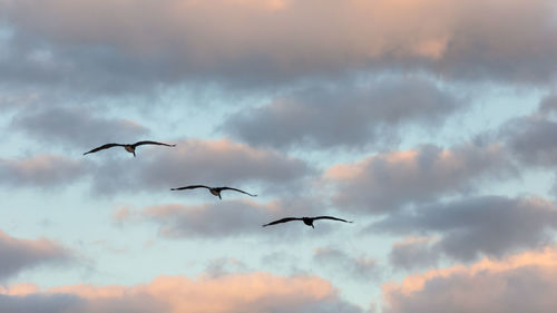 Low angle view of birds flying in sky