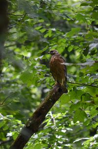 Bird perching on a tree