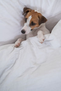 Dog jack russell terrier sleeping in bed