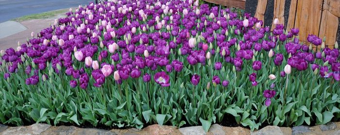 Close-up of purple flowering plants