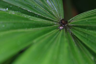 Close-up of wet leaf