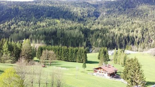 Trees on grassy field