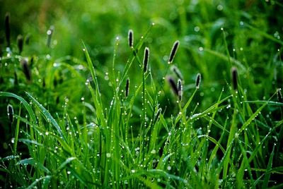 Close-up of grass growing on grassy field