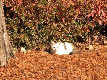 Cat in a field