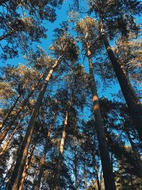 Low angle view of trees in forest