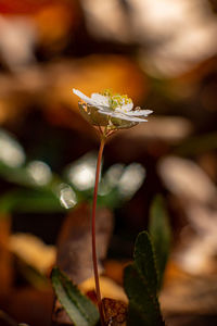 Close-up of plant