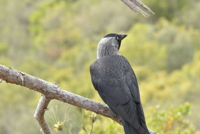 Close-up of bird perching on branch