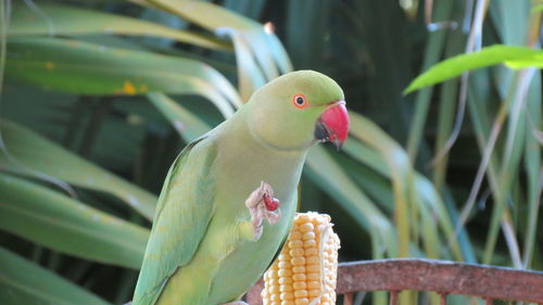 Close-up of bird perching on leaf
