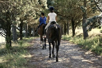 Rear view of horse riding on road