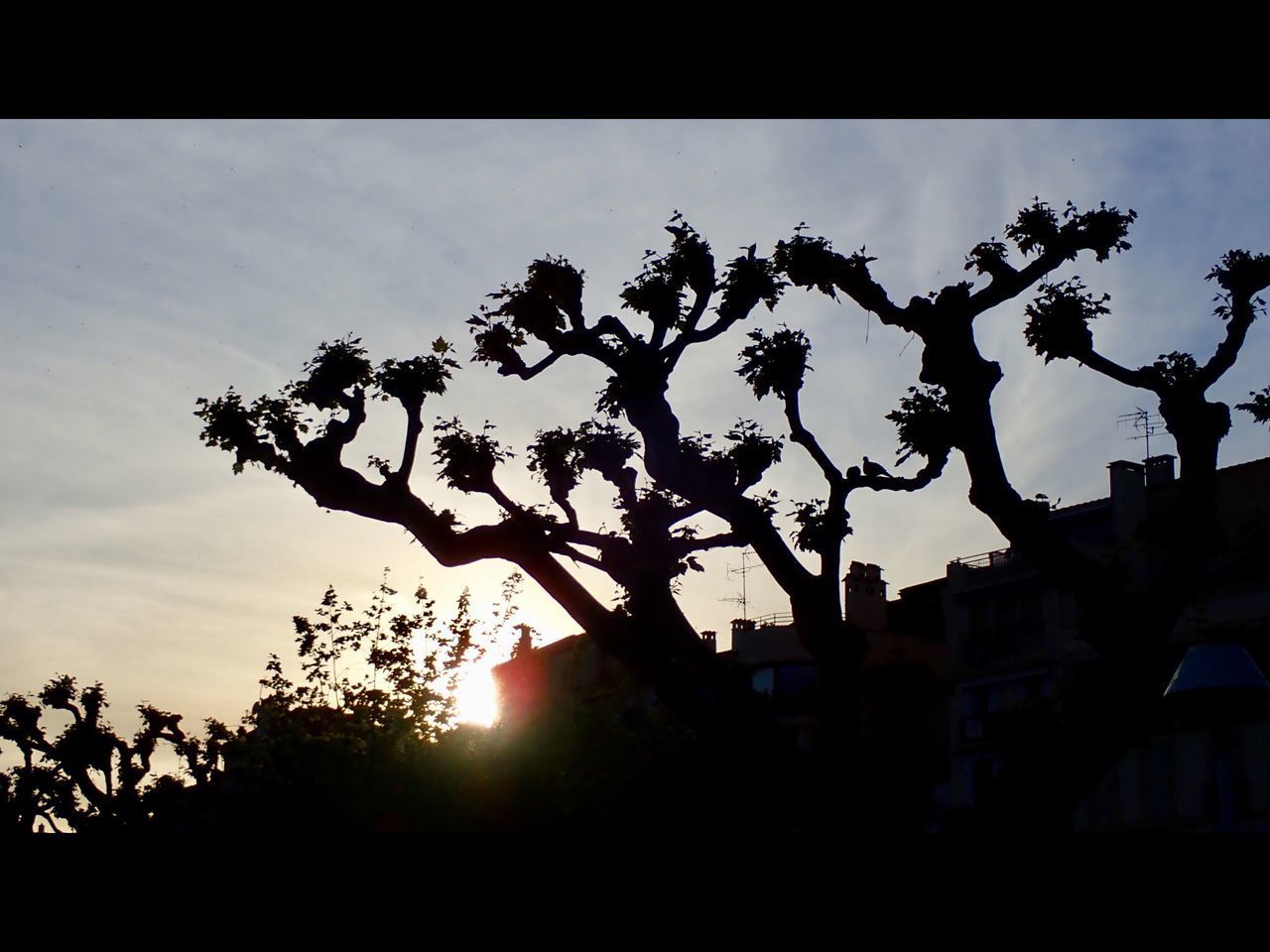 LOW ANGLE VIEW OF SILHOUETTE TREES AGAINST SKY