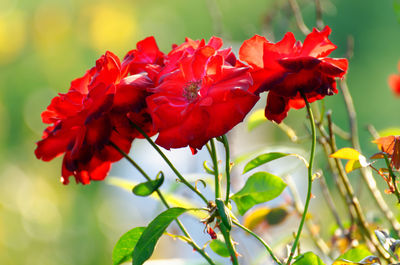 Close-up of red flowering plant