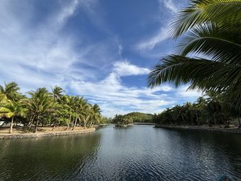 palm tree