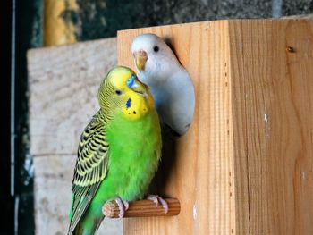 Close-up of parrot perching on wood