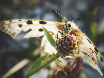 Close-up of butterfly pollinating flower