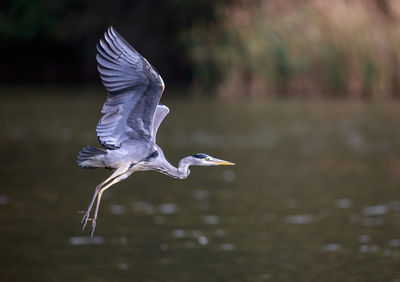 Close-up of bird flying over lake