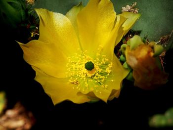 Close-up of yellow flower