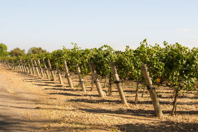 Vineyard against clear sky