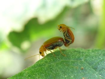Close-up of insect on leaf