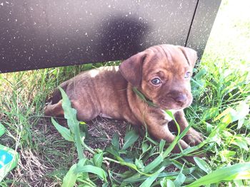 Portrait of dog in grass