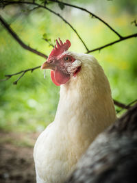 Close-up of a bird