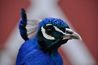 Close-up of peacock