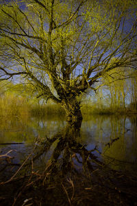 Scenic view of lake in forest